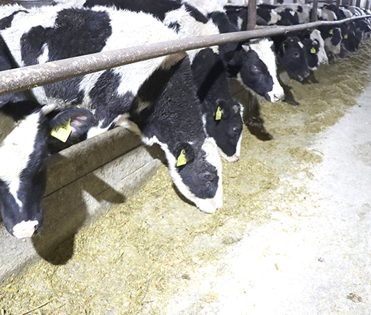 Что главное в работе животноводов ОАО «Октябрь»