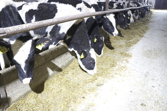 Что главное в работе животноводов ОАО «Октябрь»