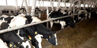 В Мстиславском районе бригадир и зоотехник скрыли падёж скота В Мстиславском районе бригадир и зоотехник скрыли падёж скота