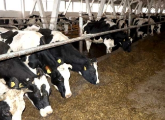 В Мстиславском районе бригадир и зоотехник скрыли падёж скота