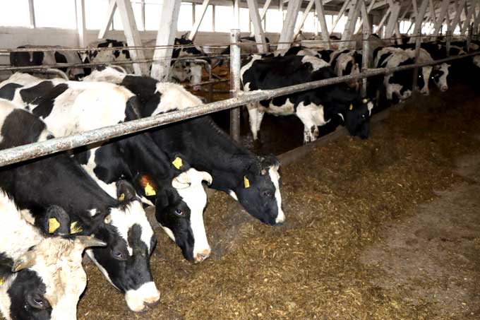 В Мстиславском районе бригадир и зоотехник скрыли падёж скота