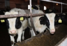 14 коров убило током. Кого обвинили в случившимся 14 коров убило током. Кого обвинили в случившимся.