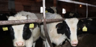 14 коров убило током. Кого обвинили в случившимся.