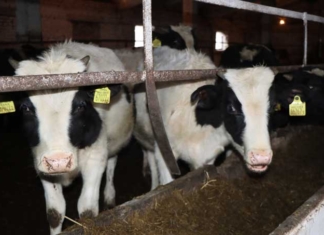 14 коров убило током. Кого обвинили в случившимся.