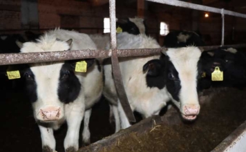 14 коров убило током. Кого обвинили в случившимся 14 коров убило током. Кого обвинили в случившимся.