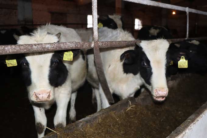 14 коров убило током. Кого обвинили в случившимся.