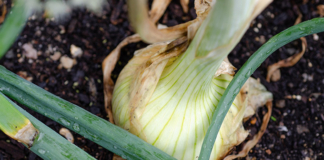 Чего рассаде не хватает?