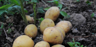 В Беларуси изменили стандарты на картофель