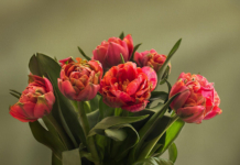 Депутат Палаты представителей поздравляет с Днём Великой Октябрьской революции Депутат Палаты представителей поздравляет с Днём Великой Октябрьской революции