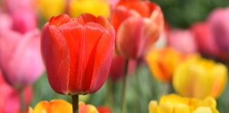 Депутат Палаты представителей поздравляет с Днём работников сельского хозяйства и перерабатывающей промышленности АПК