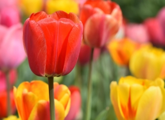 Депутат Палаты представителей поздравляет с Днём работников сельского хозяйства и перерабатывающей промышленности АПК