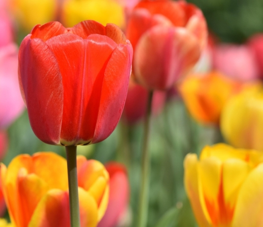 Депутат Палаты представителей поздравляет с Днём работников сельского хозяйства и перерабатывающей промышленности АПК