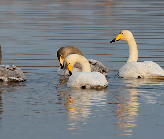 Почему нельзя кормить уток и лебедей в городских водоёмах