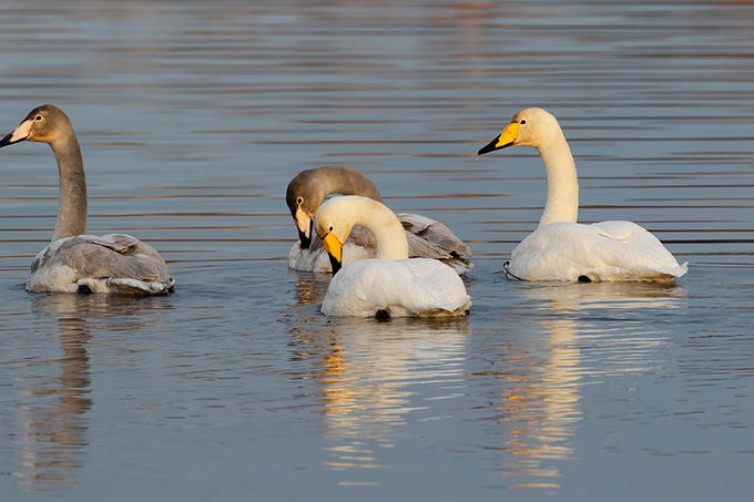 Почему нельзя кормить уток и лебедей в городских водоёмах