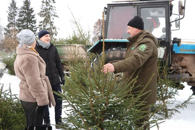 Ёлочные базары: предновогодний ажиотаж в Мстиславле
