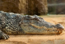 Минчанин украл чучело крокодила. Что ему грозит