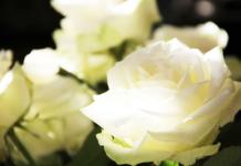 Как укоренить розы из букета