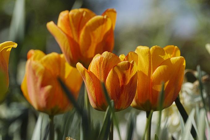 tulips-7964738_1280 Руководство района поздравляет с профессиональным праздником работников социальной сферы