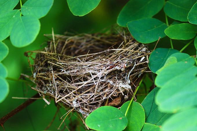 manfredrichter-nest-5525206_1280 В Беларуси вступил запрет на разрушение птичьих гнёзд