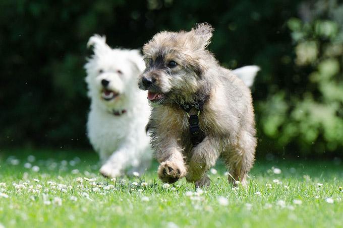 825545-two-running-dogs-750570_1280 Кто не платит налог на собак в 2026 году