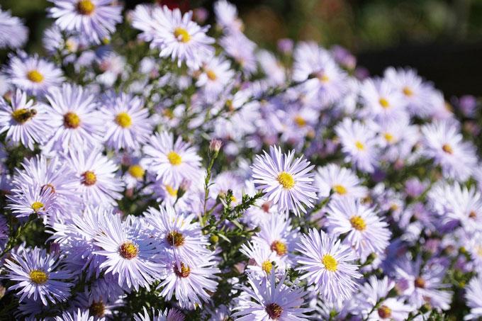 flower-7512435_1280 Что лучше сеять в марте, чтобы сад зацвёл в начале лета