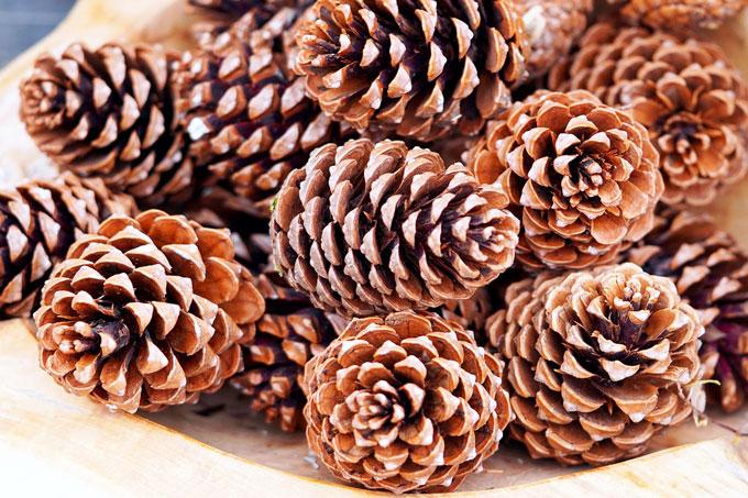 pine-cones-6816298_1280 Для чего собирают сосновые шишки и как их использовать