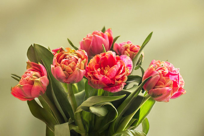tulips-1997282_1280 Губернатор поздравляет женщин области с 8 Марта