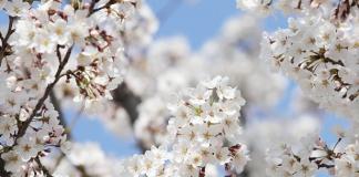 Как бороться с болезнями которые поражают вишнёвые деревья