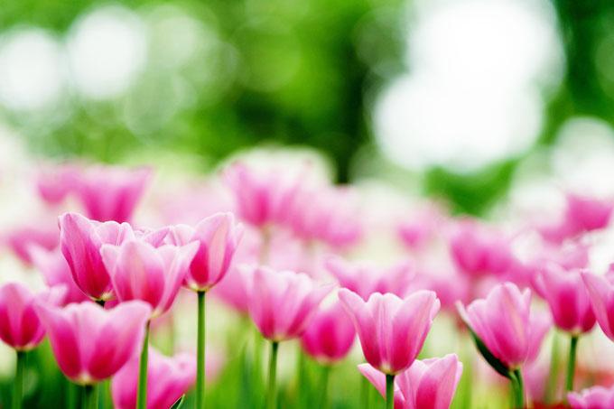 flowers-6967755_1280 Что делать в апреле, чтобы тюльпаны зацвели ярче