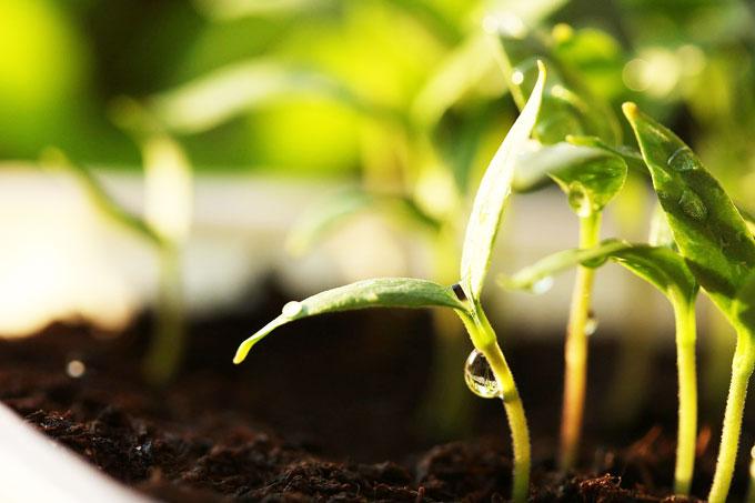 germinate-4024588_1280 Какие овощи стоит сажать до и после Пасхи