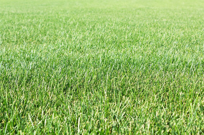 grass-3081622_1280 Как сделать газон идеально зелёным без химии