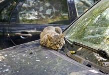 Выбросил кота на улицу? Готовь 1350 рублей. Что изменится для владельцев животных Выбросил кота на улицу? Готовь 1350 рублей. Что изменится для владельцев животных.