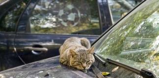 Выбросил кота на улицу? Готовь 1350 рублей. Что изменится для владельцев животных.