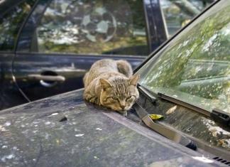 Выбросил кота на улицу? Готовь 1350 рублей. Что изменится для владельцев животных.