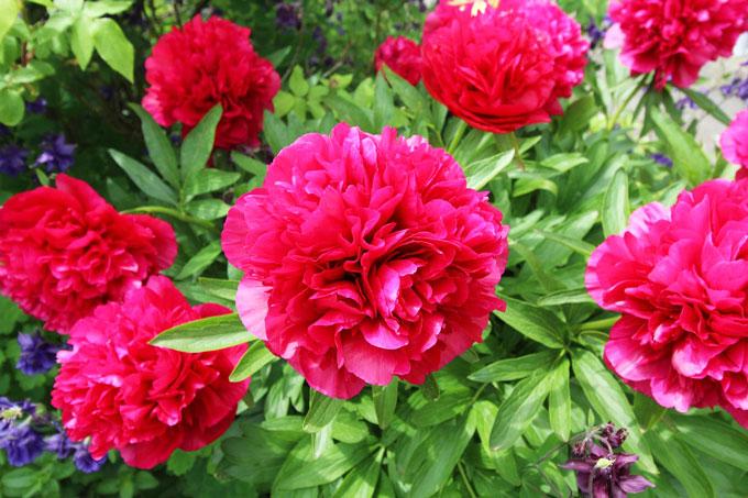 peony-5231271_1280 Как добиться поразительного цветения пионов