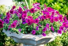 Как из семечка вырастить куст, усыпанный бутонами петуньи