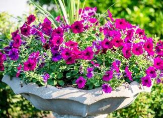 Как из семечка вырастить куст, усыпанный бутонами петуньи