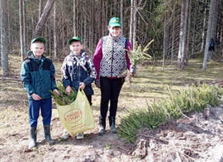 Акция «Лес. Дабро. Парадак!». Сколько сеянцев высажено
