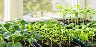 Какие овощи можно выращивать на подоконнике и как правильно это делать