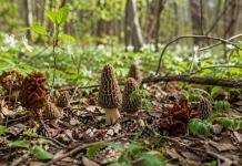 Весенние грибы: как отличить сморчки от строчков и избежать отравления