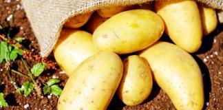 Когда наиболее благоприятные дни для посадки картофеля в апреле