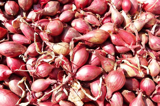 red-shallots-5768_1280 Какие основные причины стрелкования лука