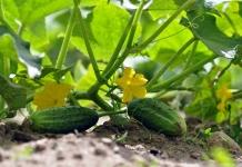 Лучшие дни для посадки огурцов в 2026 году