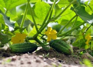 Лучшие дни для посадки огурцов в 2026 году