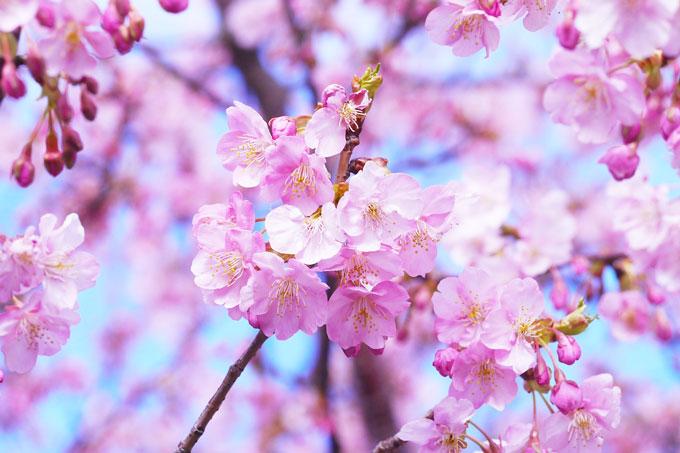 cherry-blossoms-1317308_1280