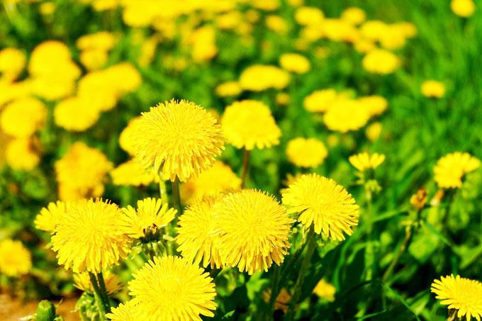 dandelions-6288561_1280 Как сварить варенье из одуванчиков