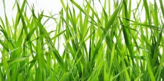 Как избавиться от нежелательной поросли