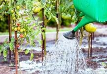 Какие растения особенно чувствительны к холодной воде