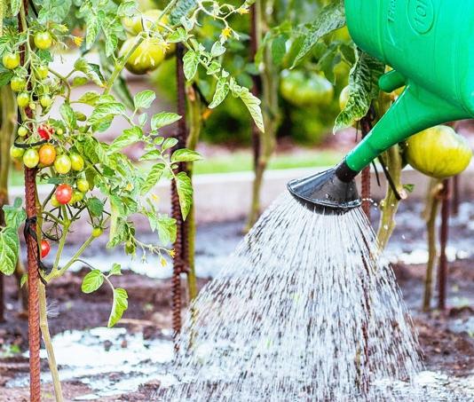 Какие растения особенно чувствительны к холодной воде