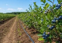 Минсельхозпрод объявил конкурс на посадку ягодных культур